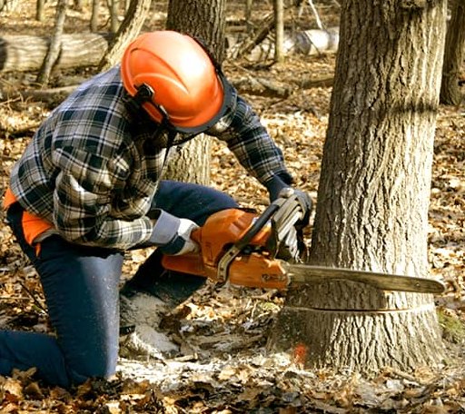 Tree Removal in Badger, CA